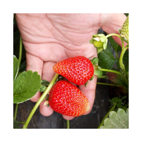 Fragole Biologiche Acquista Online