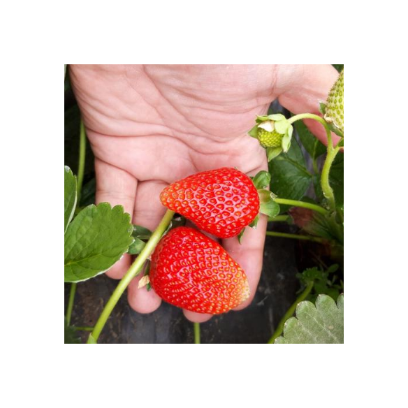 Fragole di Montagna Bio 🍓 | Shop Almaverde Bio