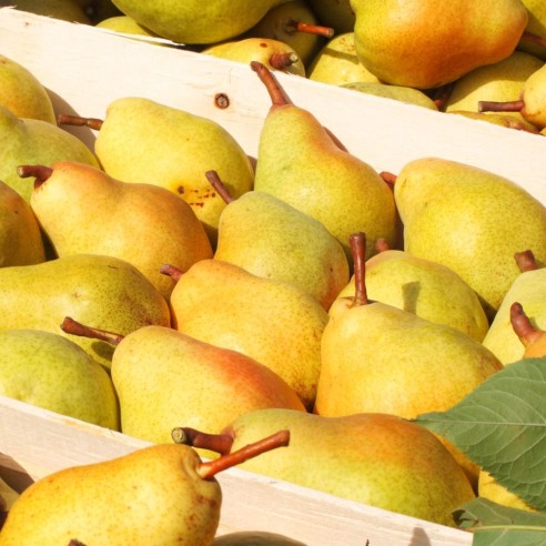 Pere Williams gialle biologiche Almaverde bio, ordinale ora su Fruttaweb!