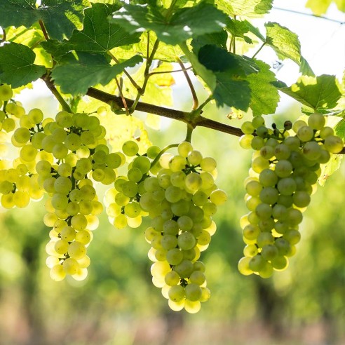 Uva Bianca senza semi Acquista Online FruttaWeb