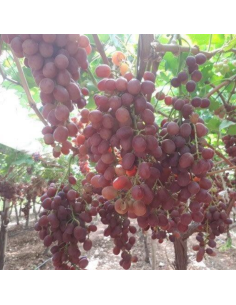 Uva Nera Biologica Almaverde Bio Acquista Online