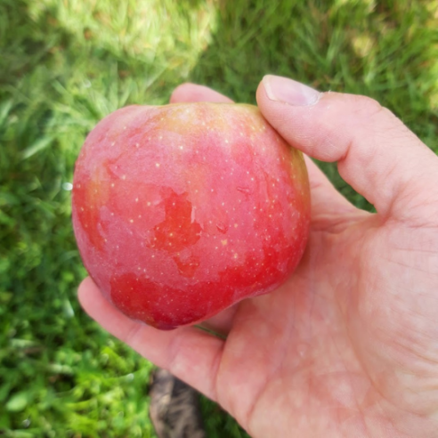 Mele candine biologiche acquista online