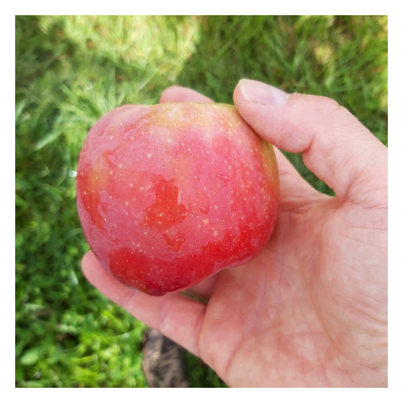 Mele candine biologiche acquista online