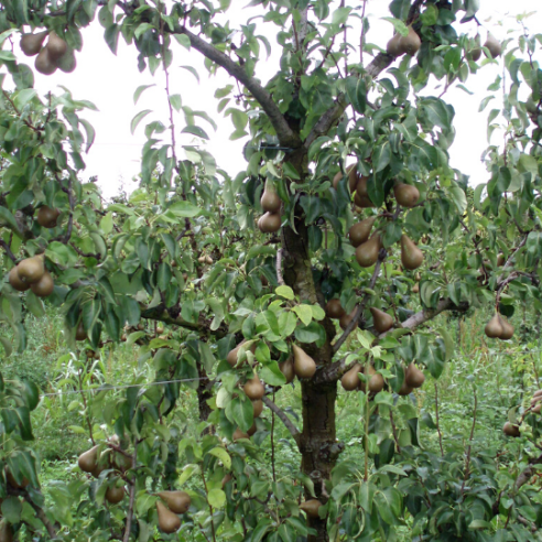 Pere Kaiser Biologiche Almaverde Bio: Compra online