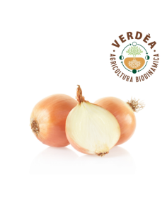 Cipolla dorata da agricoltura biodinamica Verdea