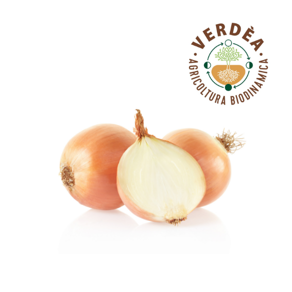 Cipolla dorata da agricoltura biodinamica Verdea Cipolla dorata da agricoltura biodinamica Verdea