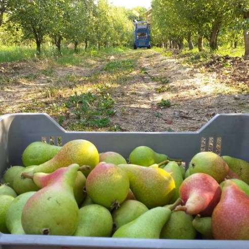 Pere Estive Biologiche Almaverde Bio