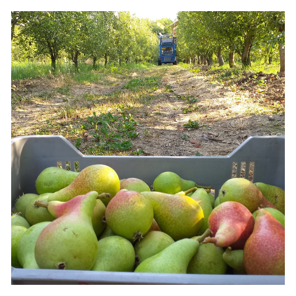 Pere Estive Biologiche Almaverde Bio