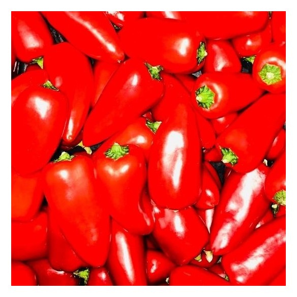 Peperoni mini rossi biologici