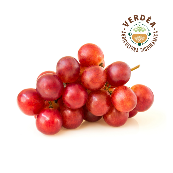 uva rossa senza semi Almaverde Bio uva rossa senza semi Almaverde Bio