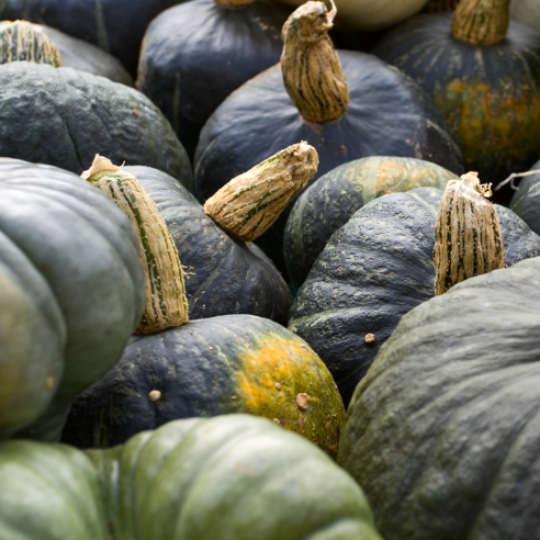 Zucca Delica Biologica Acquista Online