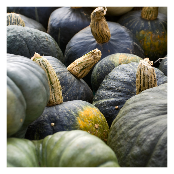 Zucca Delica Biologica Acquista Online