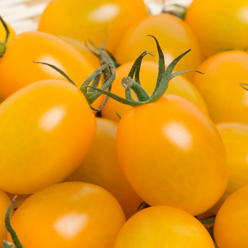 pomodoro datterino giallo italiano