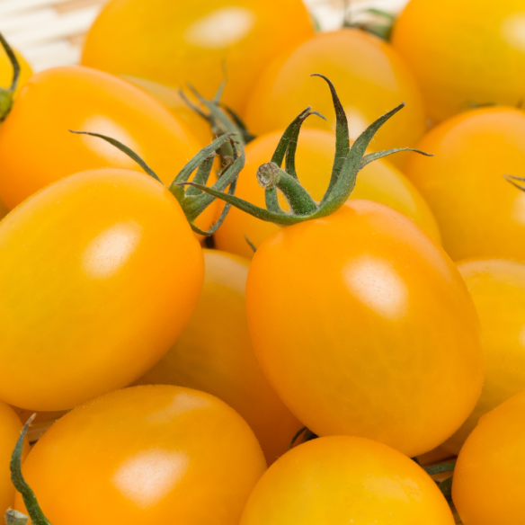 pomodoro datterino giallo italiano