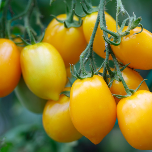 pomodoro datterino giallo almaverde bio