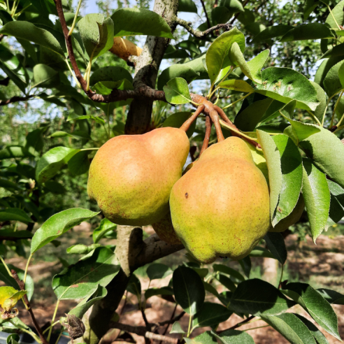 Pere Williams biodinamiche Verdèa