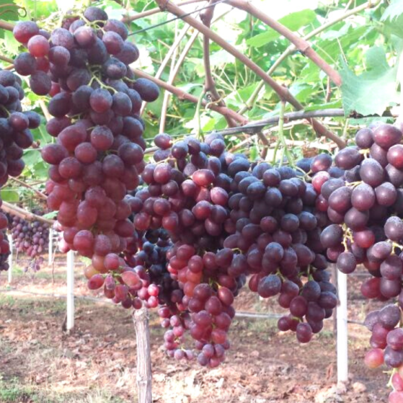 uva rossa senza semi scarlotta biologica uva rossa senza semi scarlotta biologica