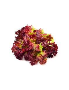 Lattuga rossa crispy bio
