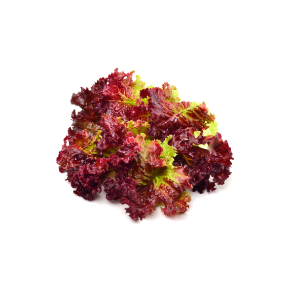 Lattuga rossa crispy bio