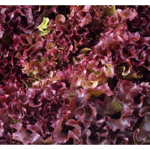 Lattuga rossa Biologica Almaverde Bio: Acquista Online