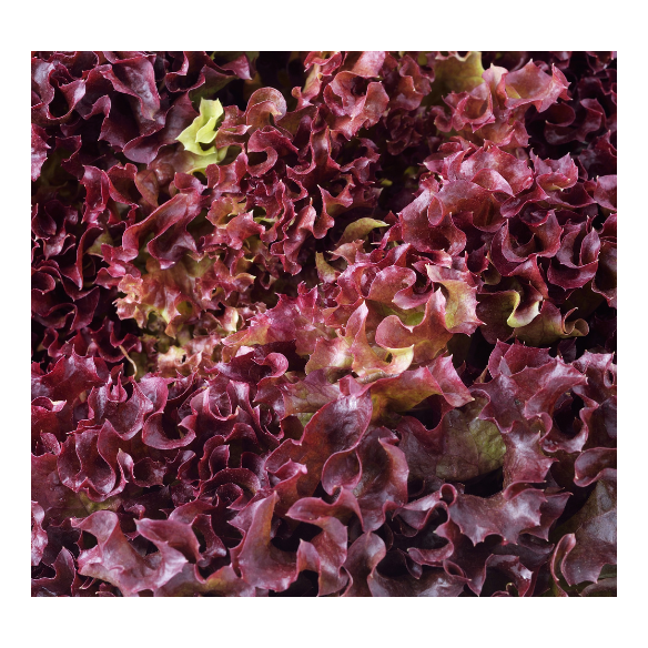 Lattuga rossa Biologica Almaverde Bio: Acquista Online