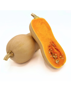 Zucca Butternut Biologica Vendita Online