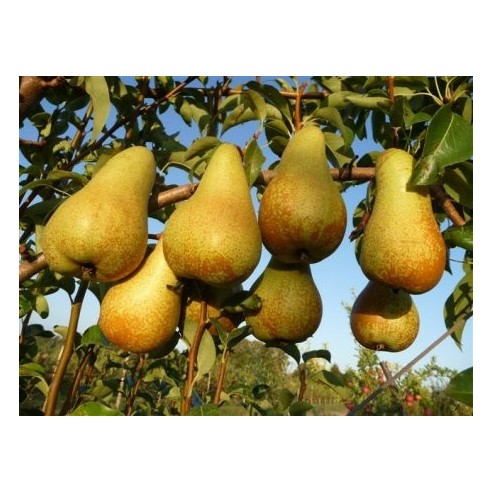 Pere Abate Solarelli in vendita su FruttaWeb