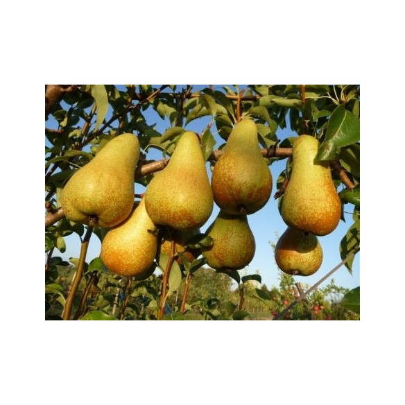 Pere Abate Solarelli in vendita su FruttaWeb