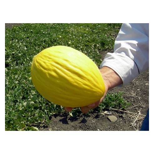 Melone Gialletto Almaverde BioAcquista Online