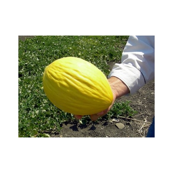 Melone "Gialletto": Acquista Online con un Click su FruttaWeb.com