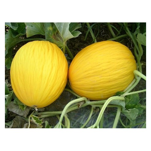 Melone "Gialletto": Acquista Online con un Click su FruttaWeb.com