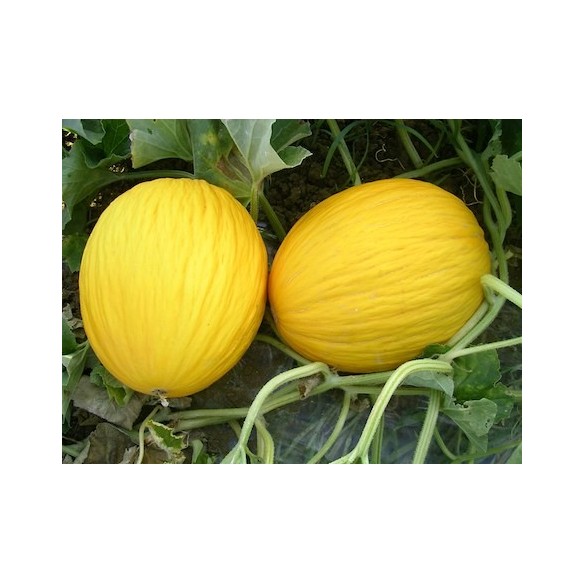 Melone "Gialletto": Acquista Online con un Click su FruttaWeb.com