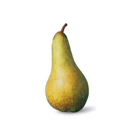 Pere Abate Solarelli in vendita su FruttaWeb