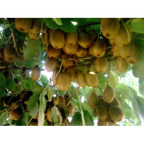 Kiwi verdi Acquista Online su fruttaweb.com