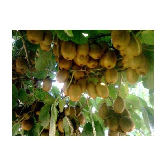 Kiwi verdi Acquista Online su fruttaweb.com