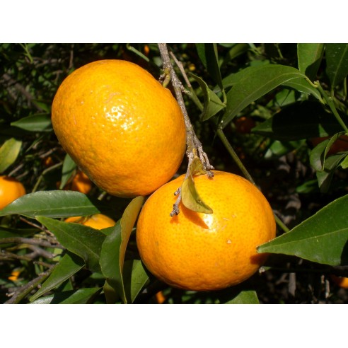 Mandarino Tardivo di Ciaculli