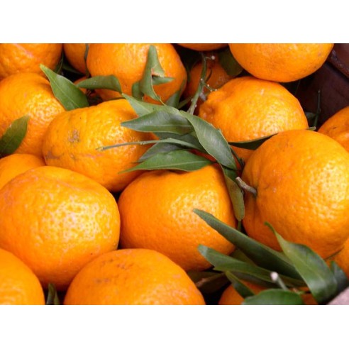 Mandarino Tardivo di Ciaculli