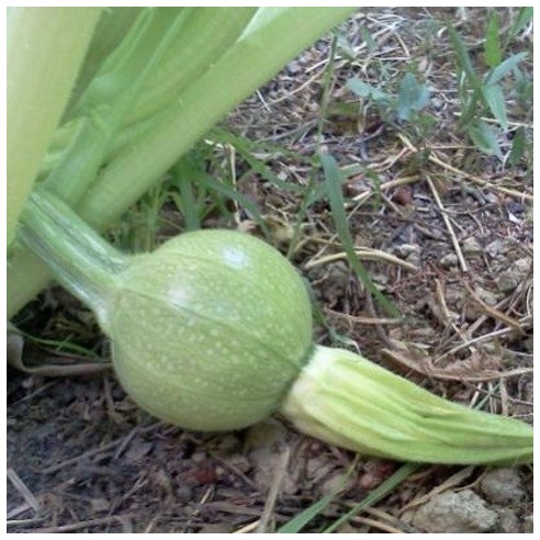 Zucchine tonde