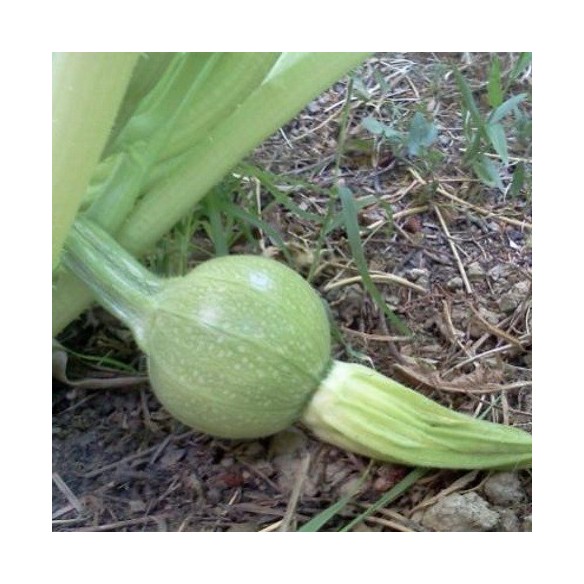 Zucchine tonde  Zucchine tonde