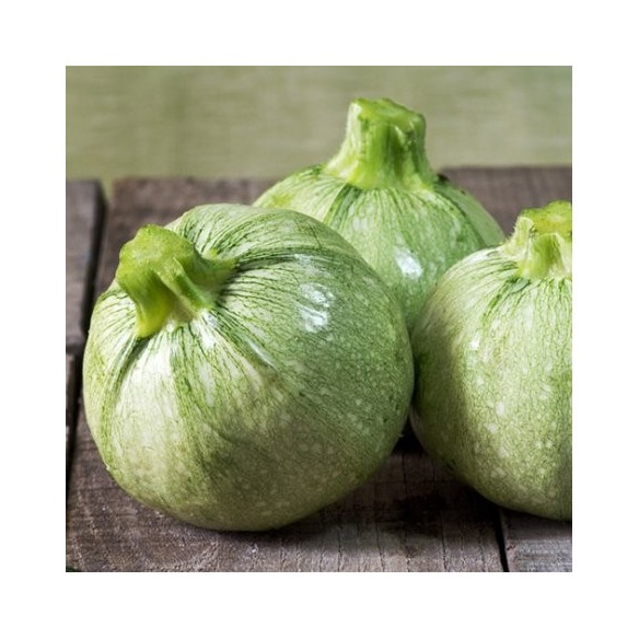 Zucchine tonde  Zucchine tonde