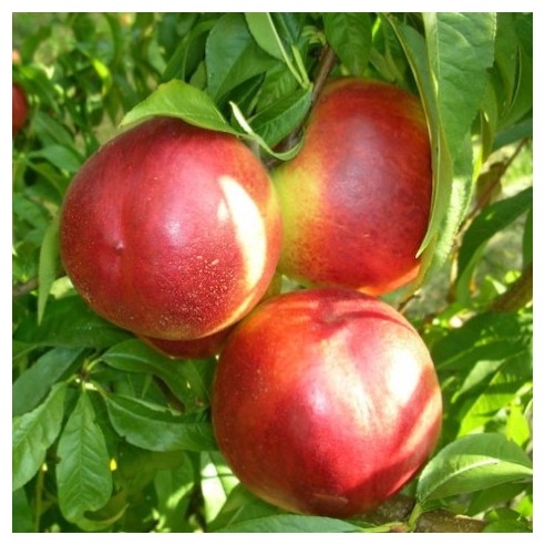 Nettarine gialle - 1 kg