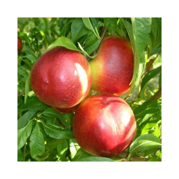 Nettarine gialle - 1 kg