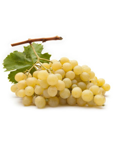 Uva bianca fresca senza semi Sugraone Giuliano Puglia Fruit in vendita su FruttaWeb.com