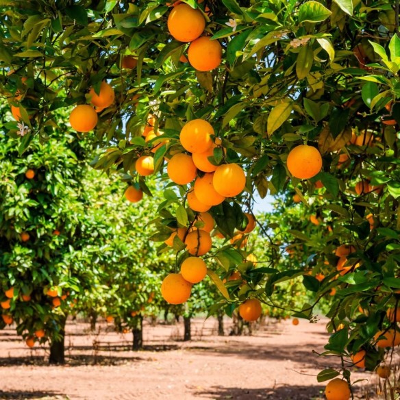 Arance Valencia fresche in vendita online su FruttaWeb.com