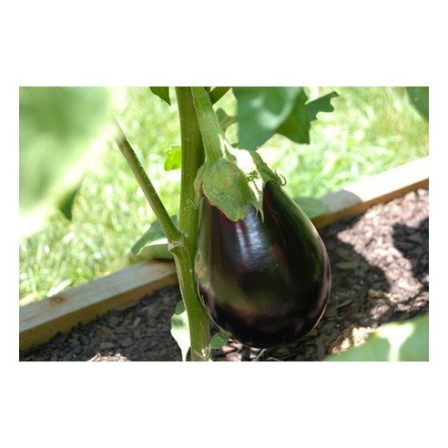 Melanzana Globosa Biologica: Acquista Online su fruttaWeb