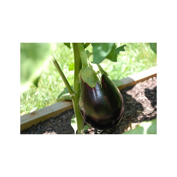 Melanzana Globosa Biologica: Acquista Online su fruttaWeb