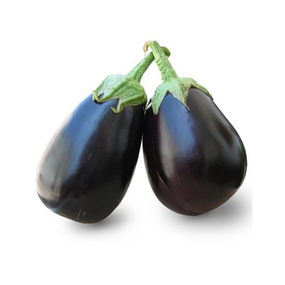 Melanzana Globosa Biologica: Acquista Online su fruttaWeb