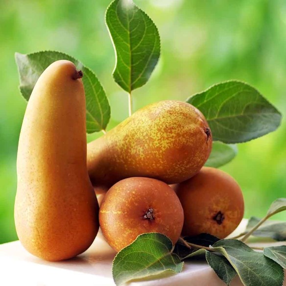 Pere italiane biologiche "Almaverde Bio" in vendita su FruttaWeb