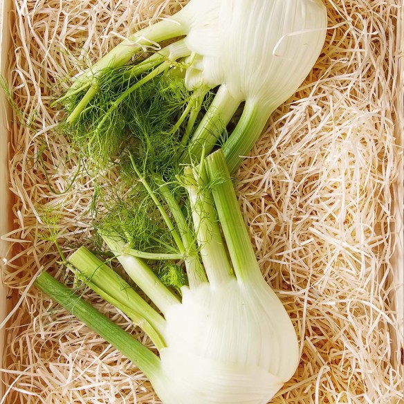 Finocchio Fresco Biologico "Almaverde Bio"