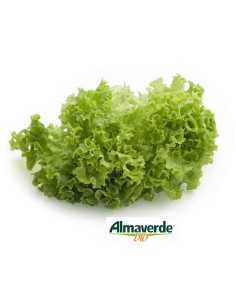 Insalata Gentilina Biologica - acquista online su FruttaWeb